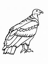 Condor Coloring Pages Animal Coloringtop sketch template
