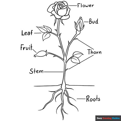 parts   rose coloring page easy drawing guides