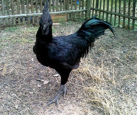 pure ayam cemani color body shape characteristic  features