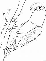 Perroquet Oiseaux Parrot Animali Papageien Papagaj Pappagalli Colorare Coloriages Ausmalen Tiere Graupapagei Ptaki Kolorowanki Ausmalbilder sketch template