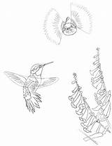 Sibley Hummingbird sketch template