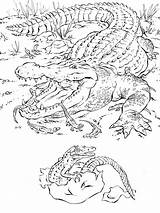 Coloring Pages Alligator Realistic Animal Animals Crocodile Baby African Printable Florida Books Color Kids Sheets Adults Zoo Wild Print Tattoo sketch template