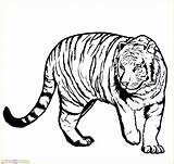 Harimau Mewarnai Tigre Paw Marimewarnai Clipartmag Ausmalbild Coloringme Paud sketch template