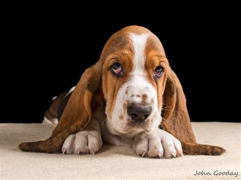 tri coloured basset hound puppy lying   sad basset hound