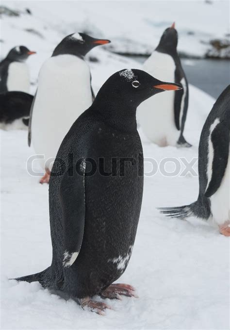 black gentoo penguin melanistic stock image colourbox