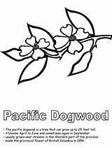 Coloring Dogwood Columbia British Flower Pacific Canadian Pages Provinces Tree Drawing Colouring Bc Canada Clipart Activities Cliparts Sheets Designlooter Flowers sketch template