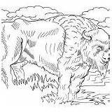Bison Coloring Realistic sketch template