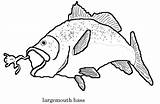 Getdrawings Largemouth Smallmouth Jumping sketch template