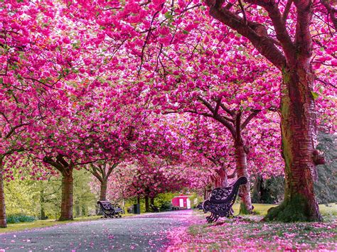 cherry blossom  full bloom greenwich park london rbreathless