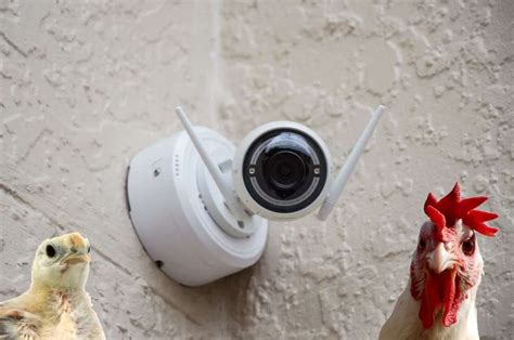 chicken coop cameras  safety  surveillance