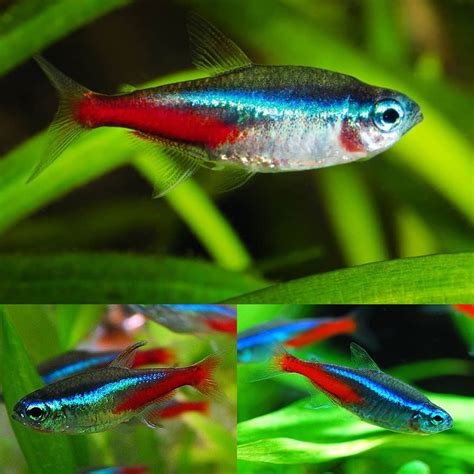 tetra neon tetra paracheirodon innesi  cm aquarium central