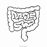 Intestine Small Template Coloring Pages sketch template