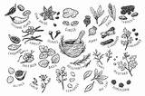 Spices Herbs Clove Draw sketch template