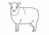 Coloring Sheep Outline Popular sketch template