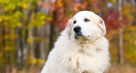 great pyrenees dog breed pros  cons  guide