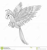Parrot Totem Pappagallo Tribal Pelican Uccello Coloritura Adulta Disegnato Tribale Dentro Zentangle Macaw sketch template