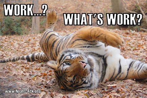 work whats work  tiger noahsark lol meme animal funny