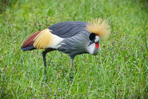 feather tailed stories grey crowned crane africa series