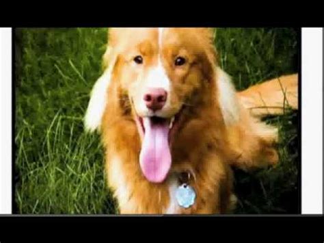 dogs  puppies  puppy transformations youtube
