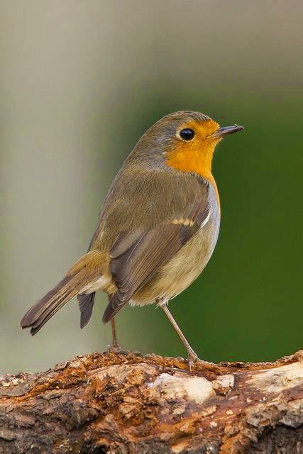 birds  animals robin