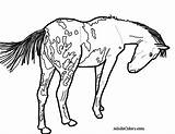 Horse Coloring Pages Appaloosa Pinto Horses Drawing Spotted Gypsy Trail Small Pony Vanner Print Printable Color Getdrawings Getcolorings Wagon Real sketch template