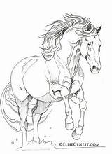 Andalusier Pferde Andalusian Malen Bleistift Friesian Pferdebilder Lineart Pferd Pegasus Pixstats Malvorlagen Pferdezeichnungen sketch template