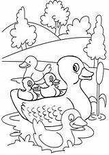 Coloring Duck Pages Farm Ducks Choose Board Ducklings Girls sketch template