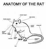 Rat Anatomy Rats Dessin External Parts Funny Cute Tumblr Identify Animals Proper Important Very Face Animal Gerbille Draw Reveling Tastic sketch template