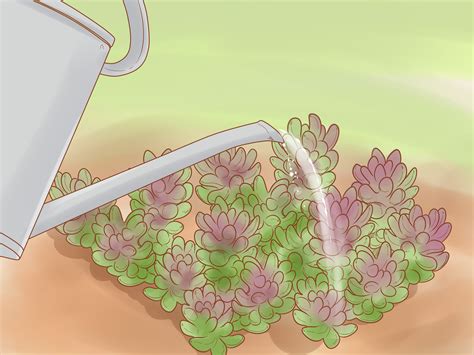 divide sedum  steps  pictures wikihow