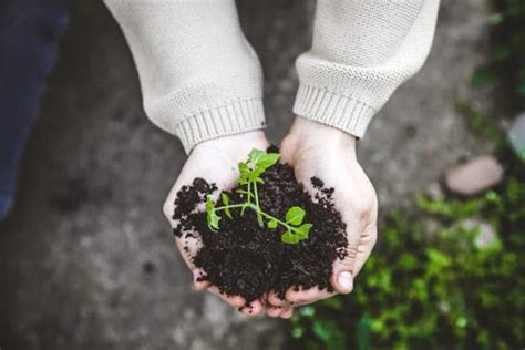handige tips voor een onderhoudsvrije tuin plantenstoffen