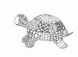 Coloring Turtle Pages Adult Tortoise Box Printable Galapagos Adults Masonry Drawing Getdrawings Getcolorings Fresh Color Sheet Colorings sketch template