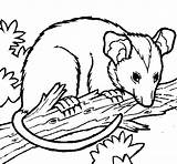 Possum Opossum Coloring Colorear Book Drawings Animals Clipart Coloringcrew Pages Aboriginal sketch template