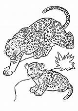 Coloring Leopard Desenho Felinos Pages Parentune Worksheets sketch template