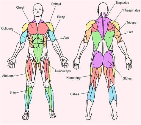 major muscle groups body muscle anatomy muscle anatomy human body