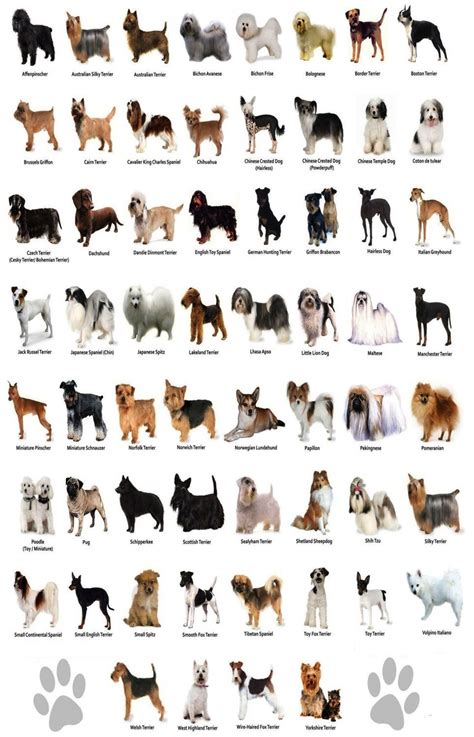 dog  dog breeds infographic chart  cmcm poster dog breeds chart