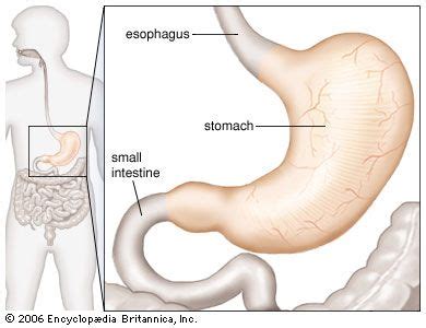function   stomach norakruwmorrow