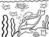 Mewarnai Laut Binatang Gambar Marimewarnai Paud Hewan Lumba sketch template