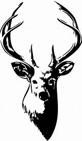 Deer Clipart Buck Head Silhouette Skull Whitetail Vector Drawing Drawings Clip Easy Cliparts Tailed Stag Decal Mule Bucks Board Collection sketch template