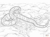 Rattlesnake Diamondback Cascabel Snake Serpente Sonagli Bosques Rattlesnakes Serpiente Supercoloring Crotalus Designlooter Imprimir Snakes sketch template