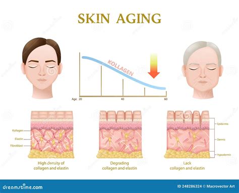 anatomy  skin aging