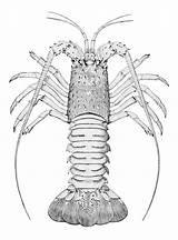 Lobster Spiny Designlooter Swaps Swap sketch template