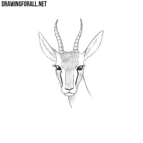 draw  gazelle head