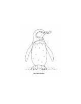 Penguin Galapagos sketch template