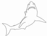 Haifisch Hai Malvorlagen Fischlexikon sketch template