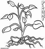 Plant Coloring Plants Pages Roots Clipart Flowers Tomato Trees Drawing Printable Flower Print Color Kids Tree Sheets Getdrawings Getcolorings Adult sketch template