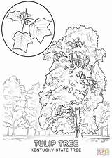 State Coloring Tree Indiana Tennessee Kentucky Pages Printable Ky Clipart Drawing Flower Nevada Color Symbols Flag Supercoloring Tulip Cliparts Getcolorings sketch template