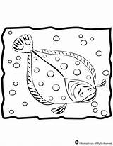 Coloring Flounder Pages sketch template