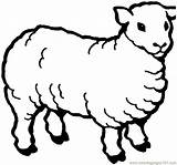 Sheep Sheeps sketch template