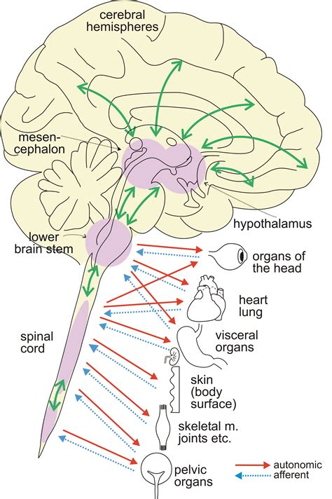 Research Group Autonomic Nervous System And Pain — English