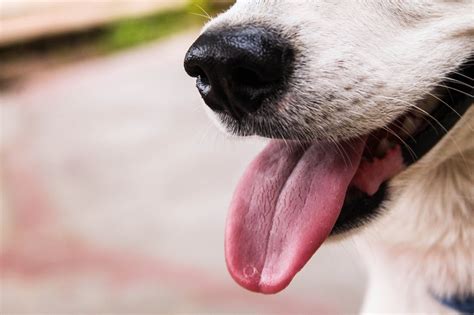 petlab  unhealthy dog gums dog breath stinks